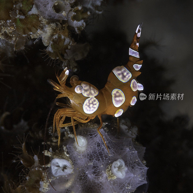 蹲海葵虾(Thor amboinensis)